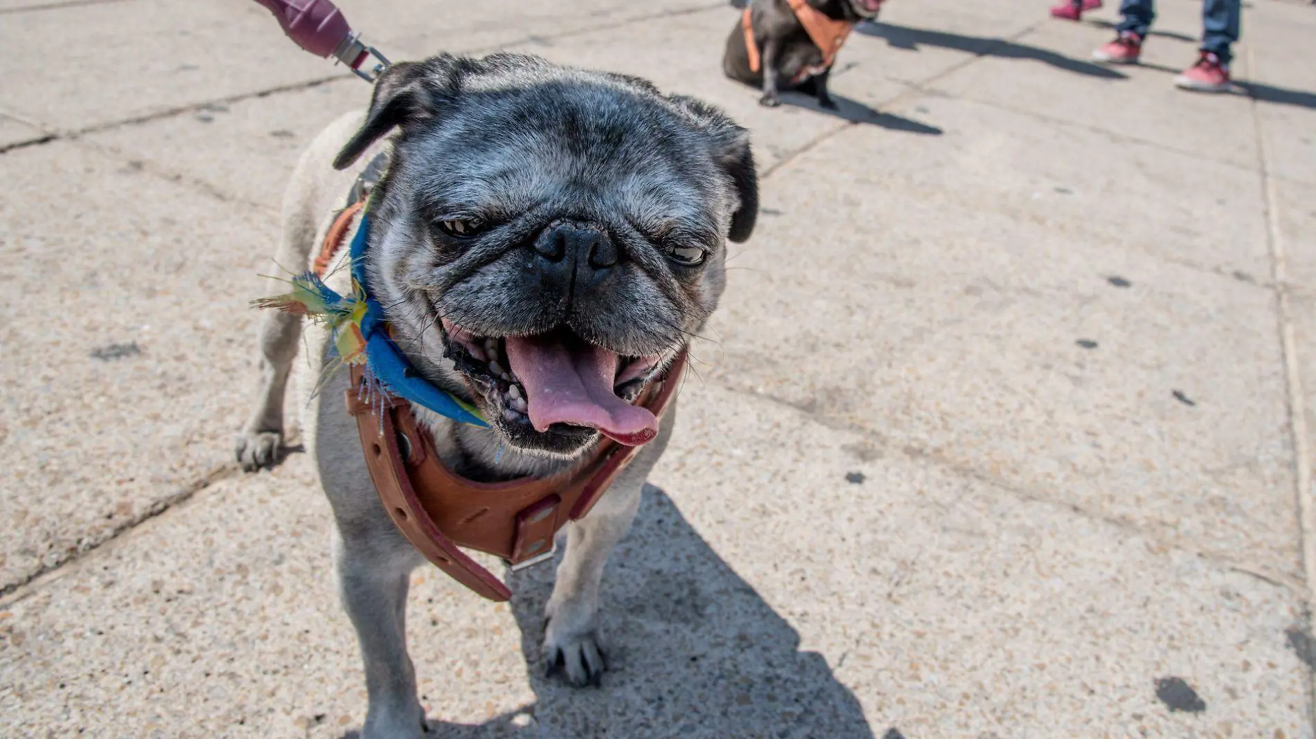 Pug | Perro | Mascotas